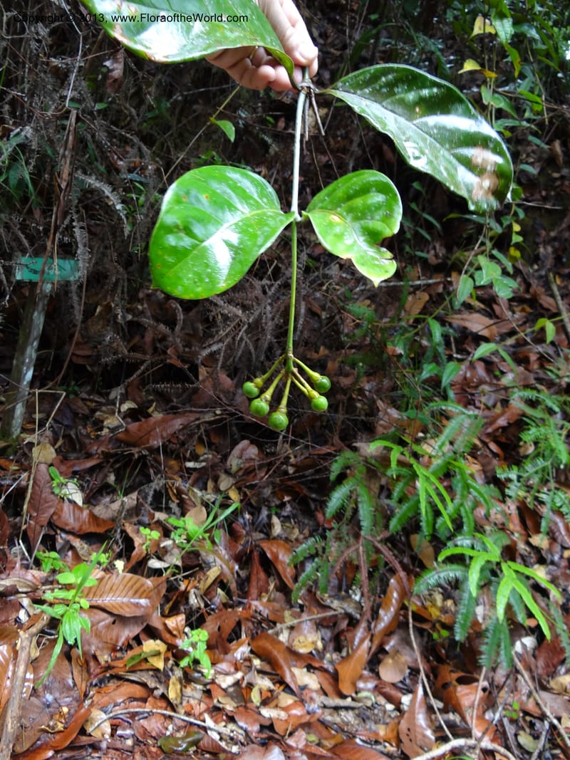 Fagraea, S.98879--Malaysia, Sarawak. Kubah Nat. Park. 28 Mar 2012. DSC05973 (221).JPG