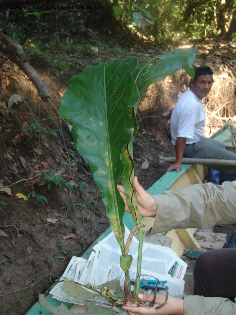 Anthurium ernestii, Farfan755--Peru. Edo. Madre de Dios. Quebrada Loboyoc. 21 Oct 05. 039.jpg