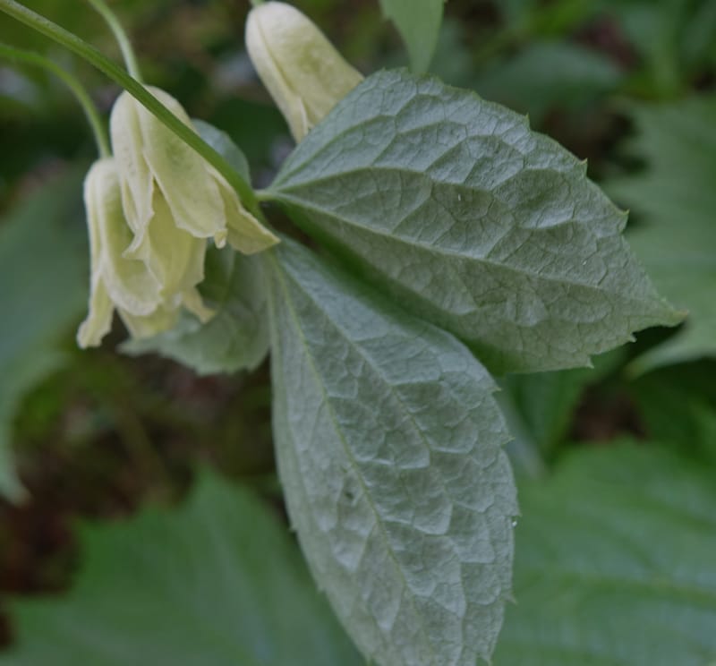 Clematis--Japan. Niigata. Miyoko-Togakushi N. P. Tsubame. 25 May 2016. DSC04209 (140).JPG