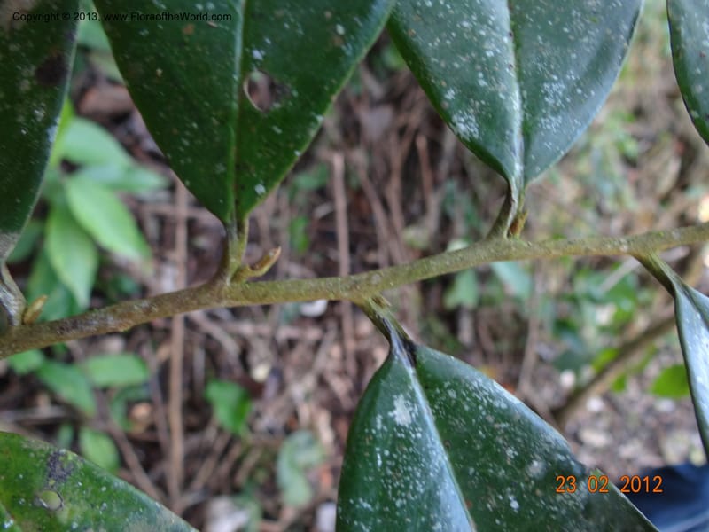 Xylopia sp. unk., Espinosa-Jimenez, J. A 1180--Mexico, Chiapas,Biosfera  El Ocote  23 Feb 2012  3937 (8).JPG