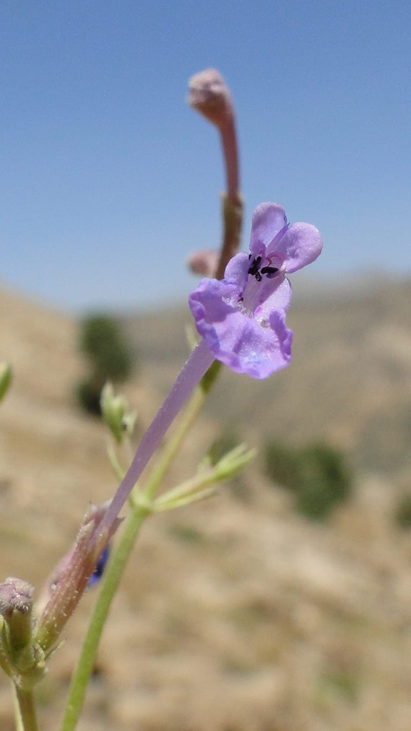 Nepeta, A. G. Miller 133.10--Iraq. Kurdistan. Shakh-i Pira Magun. Gueza Khan. 11 June 2010. 122 (7).jpg