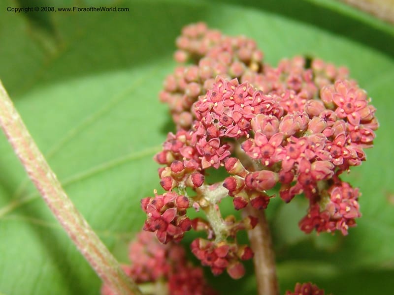 Ampelocissus africana, RGereau6834--Tanz. Mzelezi For. Res.  Mahenge-Sali. 14 Feb 06. 375.jpg
