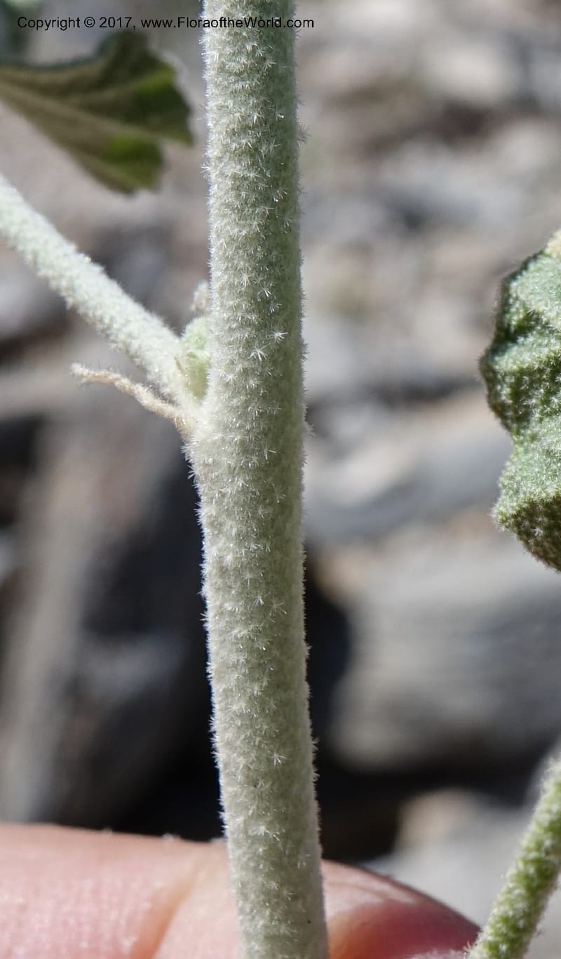 Sphaeralcea ambigua var. rugosa, Davidson, C 13113--California. Inyo Co. N. Death Valley Rd. Stop 1. 18 Apr 2016.  (36).JPG