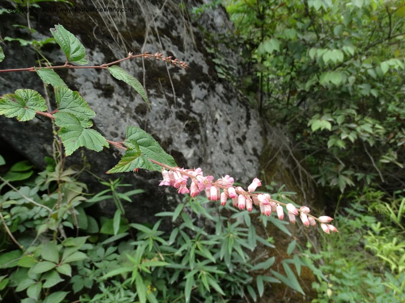 Neillia thibetica, Boufford, D 43710--China. Sichuan. LongDongZhen on Rd. to LeiYuan Shan. 13 May 2014. DSC05860 (23).JPG