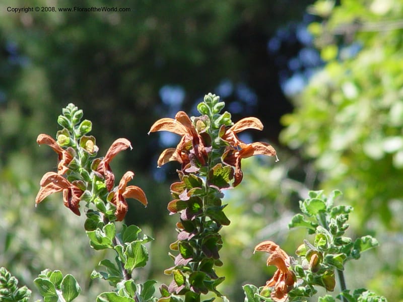 Salvia aurea--Spain. Blanes. Marimurtra Bot. Gard. 24 Apr 04. 067.jpg