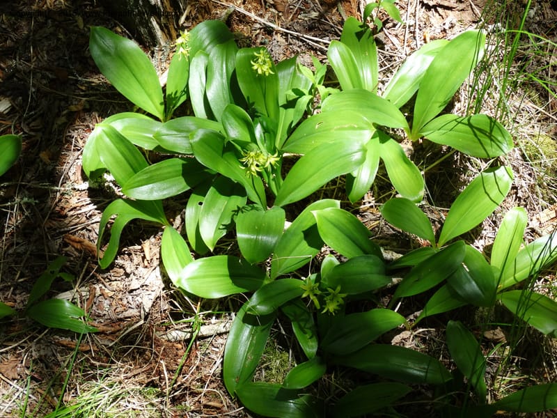 Clintonia borealis, Davidson, C 13070--North Carolina. Trans. Co. Devils Courthhouse. 21 May 2015. DSC07059 (26).JPG