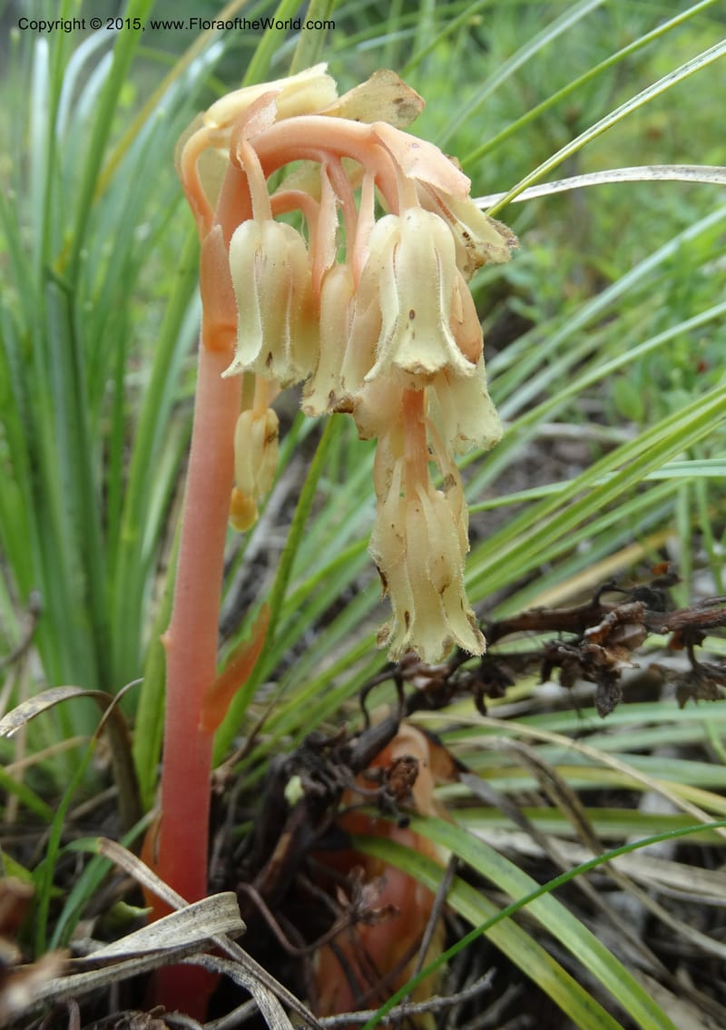 Monotropa hypopitys, Davidson, C 12626--ID. Idaho Co. S of Steamboat Summit. 5 Aug 2014. DSC00156 (217).JPG