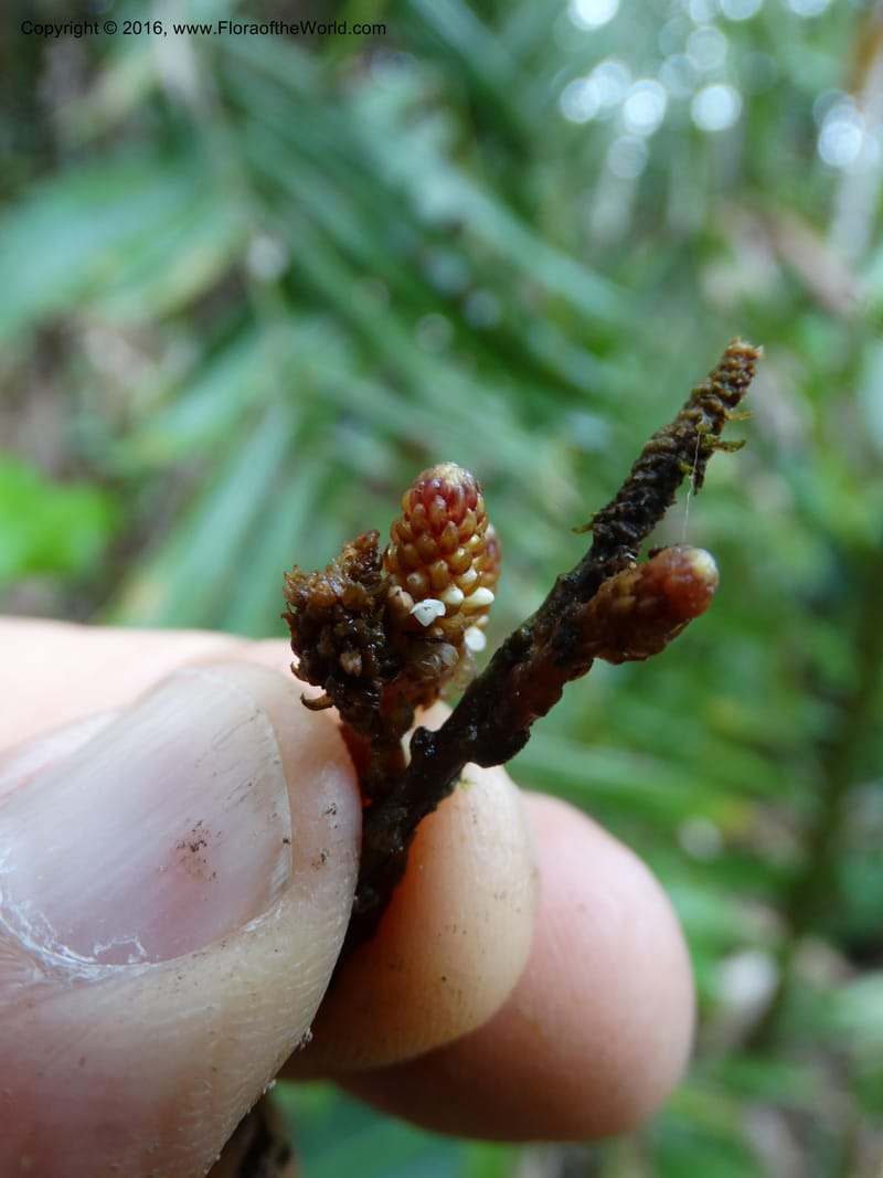 Epirixanthes, Davidson, C 12753--Sabah. Hampuan FR. 13 Oct 2014. DSC04689 (9).JPG