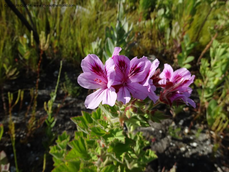 Pelargonium cucullatum, Davidson, C 12327--South Africa. Western Cape. E. side, Fernkloof. 24 Jan 2014. DSC01799 (336).JPG