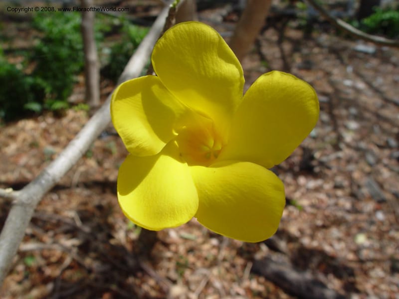 Stemmadenia obovata--Costa Rica. Palo Verde Biol. Sta. 30 Mar 04. 030.jpg
