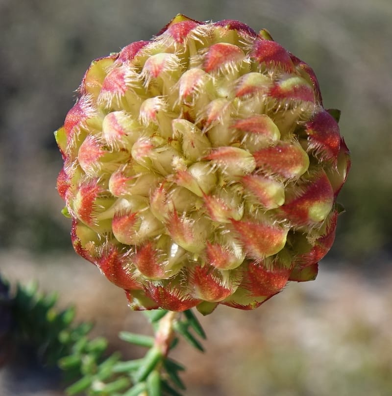 Darwinia polychroma, Davidson, C 13416--Australia. W.A. Past Coorow Rd. 23 Oct 2016. DSC04729 (37).JPG