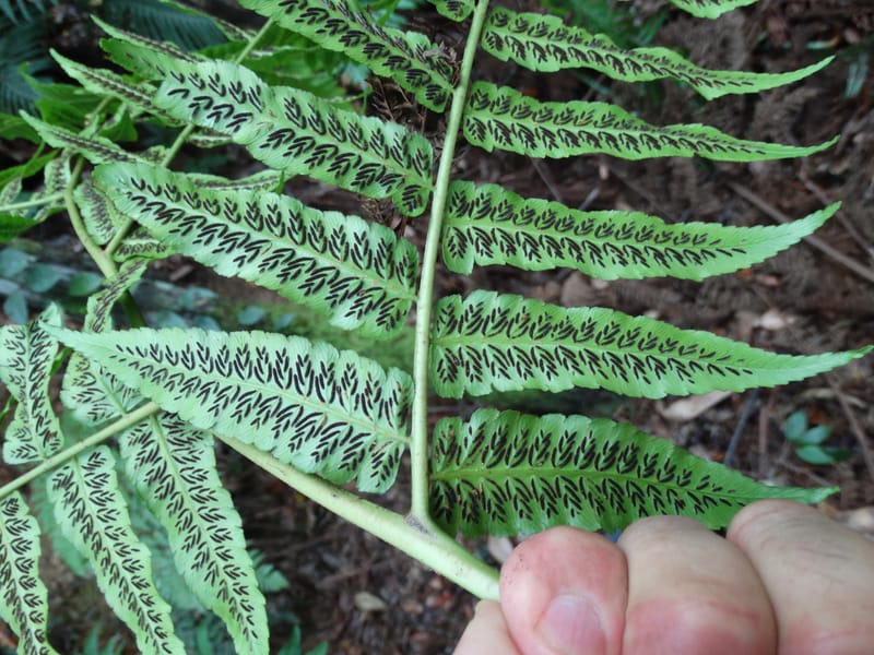 Diplaziopsis javanica, Munzinger, J 7402--New Caledonia. Haute Robinson. 11 Nov. 2015. DSC00909 (298).JPG