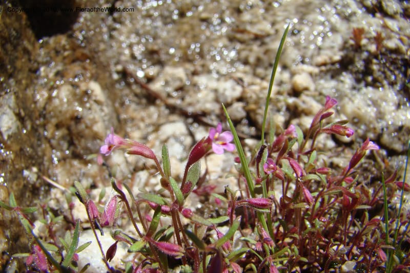 Mimulus breweri, C. Davidson 11466--ID. Valley Co. Warm Lake. 16 June 2009. 094.jpg