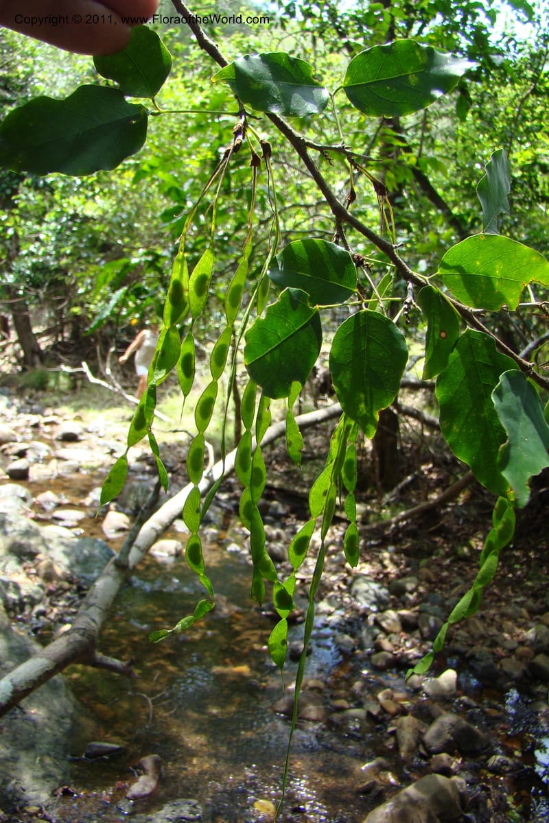 Arthroclianthus, M. Callmander 764--New Caledonia. Upper Tene River Valley. 19 Jan 2010. 377 (42).jpg