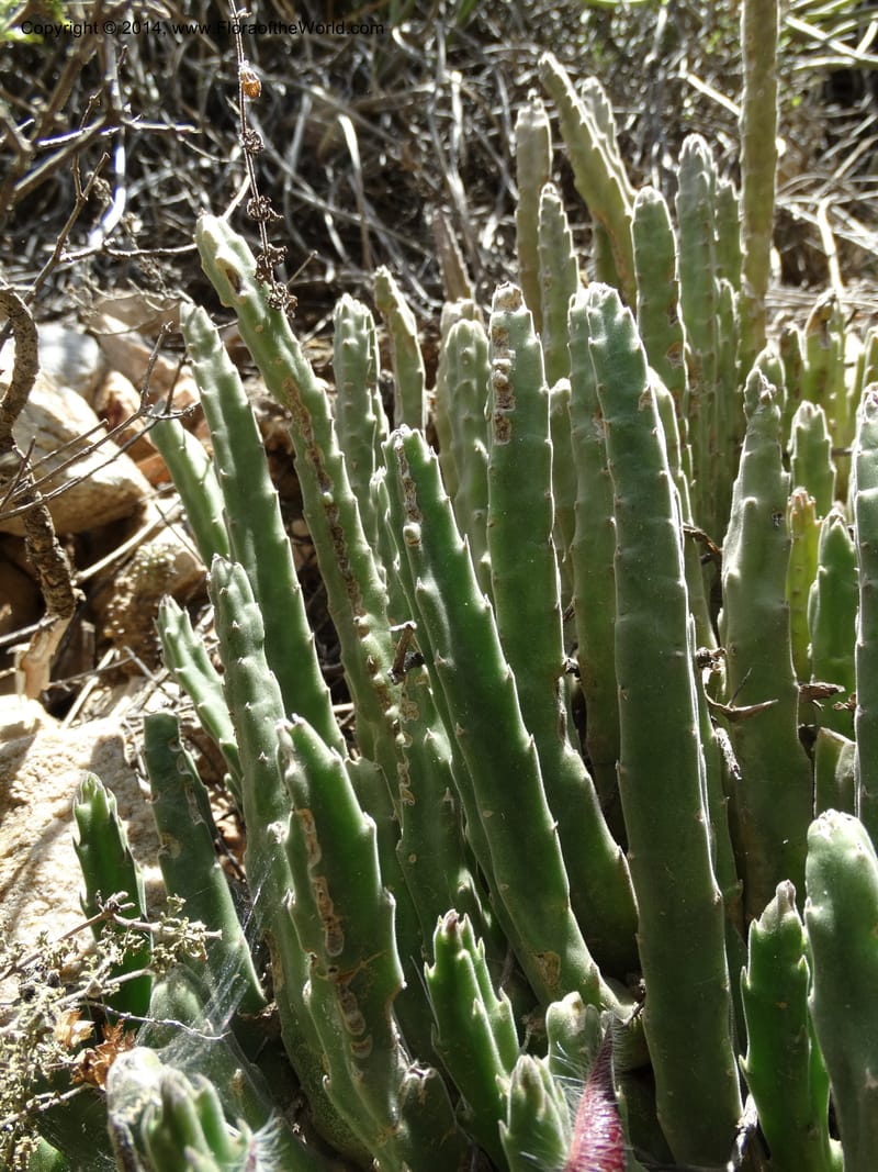 Stapelia hirsuta, Davidson, C 12254--South Africa. Western Cape. Swartberg Pass Rd. 19 Jan 2014. DSC00537 (26).JPG