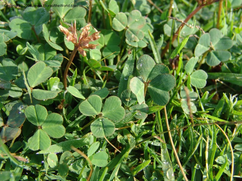 Trifolium burchellianum cf--Kenya. Brooks Bond Tea Estate, Kericho. 10 Jul 04. 097.jpg