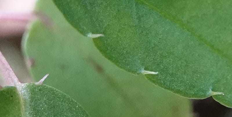 Impatiens, C. Davidson 13908--Gabon. M de C. Sent. Andok. 28 Oct 2018. DSC09339 (278).JPG