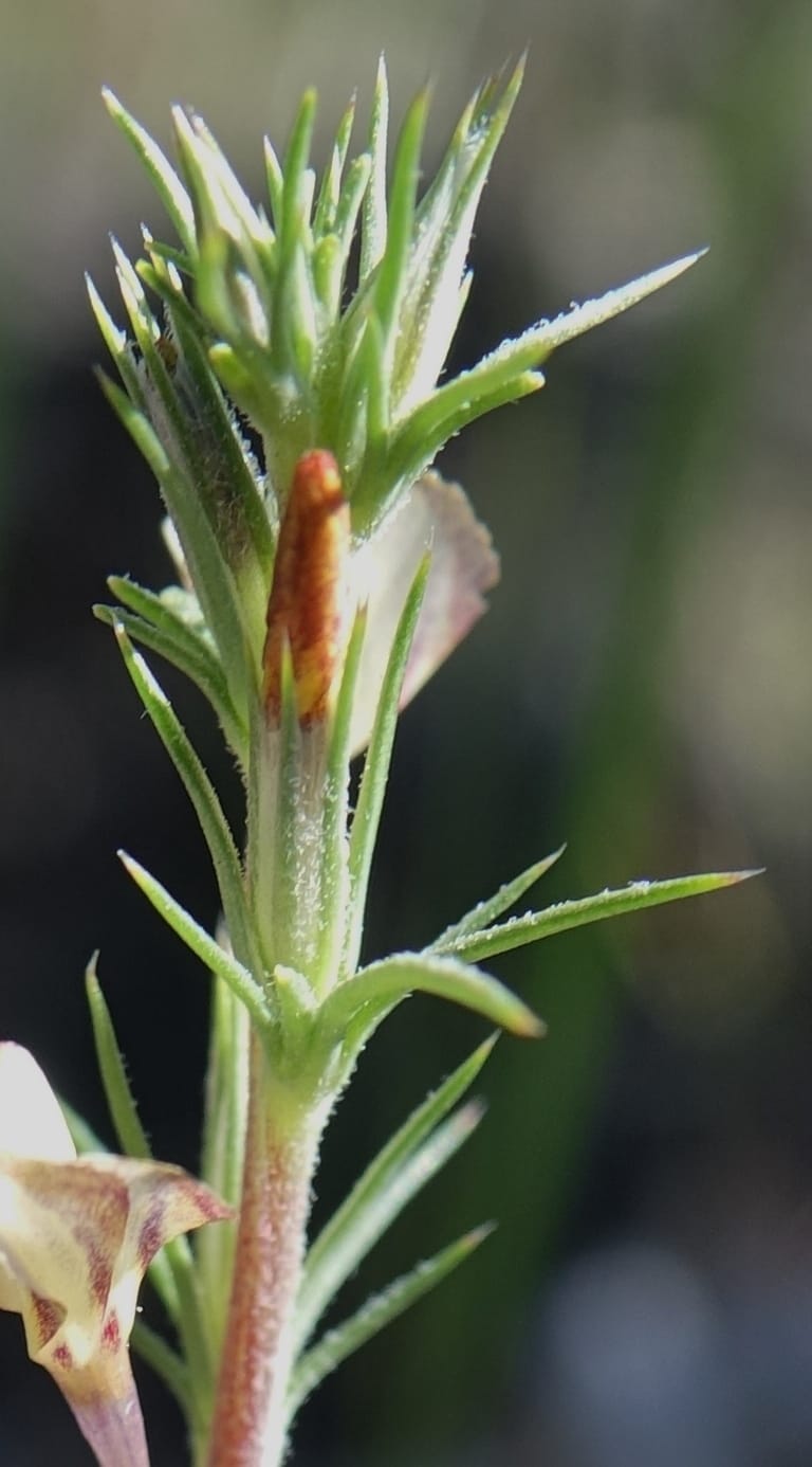 Leptodactylon pungens, C. Davidson 13670--ID. Hwy 20 W of Arco. Open basalt flow. 18 Jun 2017. DSC02519 (120).JPG