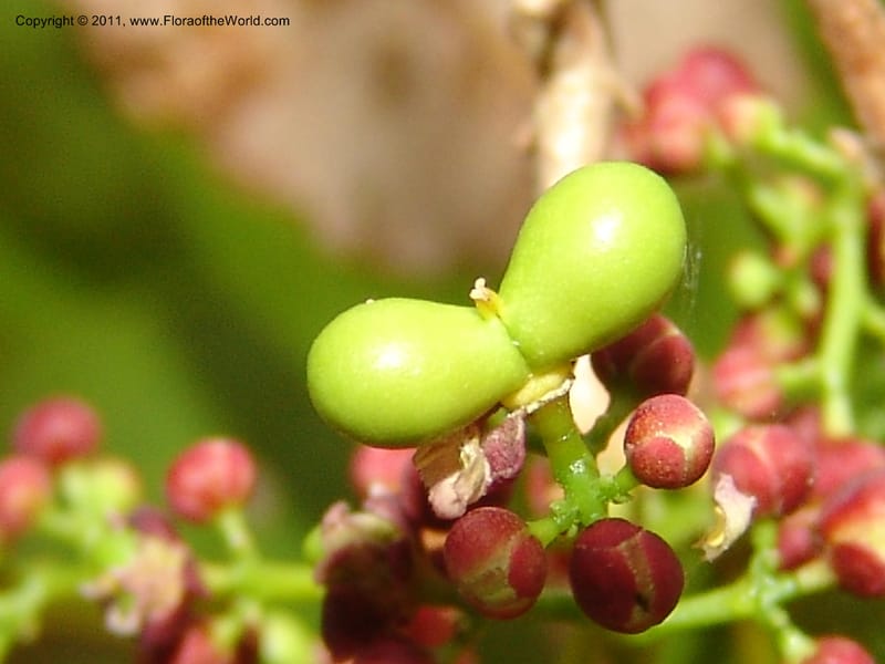 Lepisanthes perrieri, ZRogers1160--Madag. Prov. Antsir. Parc Nat. Ankarana. 10 Nov 06. 139 (14).jpg