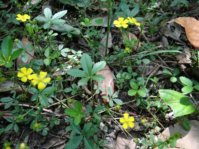 Potentilla kleiniana, Li Pan 1205278--China. Zhejiang Prov. Shunxi Village. 28 May 2012. DSC00347 (309).JPG