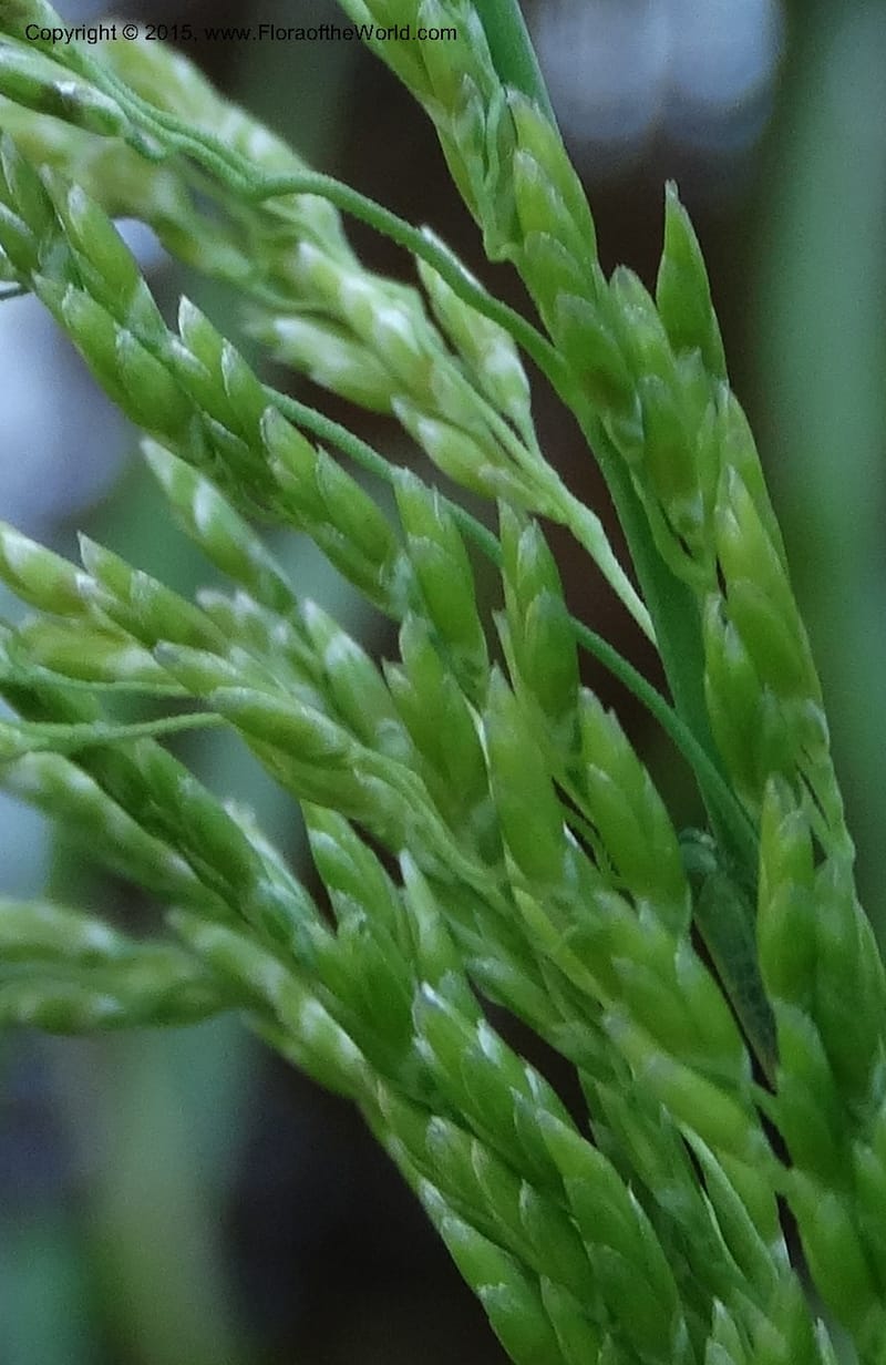 Torreyochloa pallida var. pauciflora, Davidson, C 12609--Idaho. Valley Co. Payette Lake. Sylvan Cr. 20 Jul 2014. DSC00669 (46).JPG