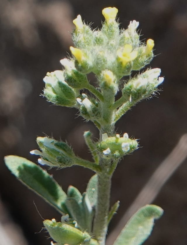 Alyssum alyssoides, C. Davidson 13796--Oregon. Union Co. Hwy 82, near summit. 6 Jun 2018. DSC05441 (73).JPG