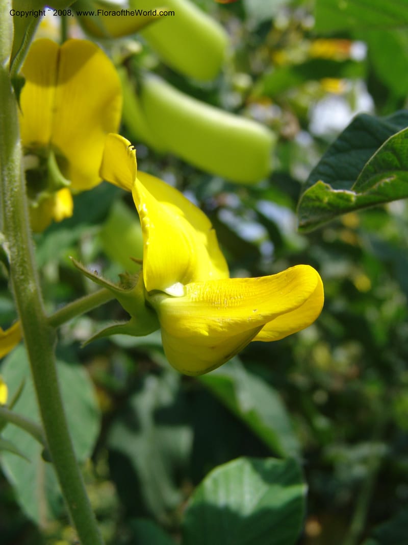 Crotalaria--Kenya. Limuru.  Barry Cameron's Garden. 12 Jul 04. 074.jpg