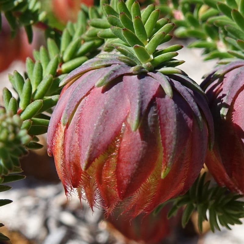 Darwinia polychroma, Davidson, C 13416--Australia. W.A. Past Coorow Rd. 23 Oct 2016. DSC04729 (30).JPG