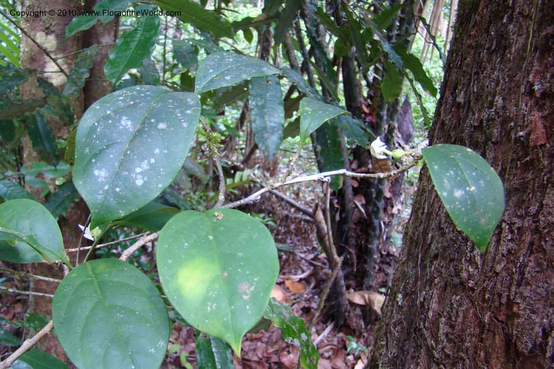 Brunfelsia guianensis, Mori 27377--French Guiana. NR2, 12.4 km E of Approague bridge. 4 Nov 09. 008.jpg