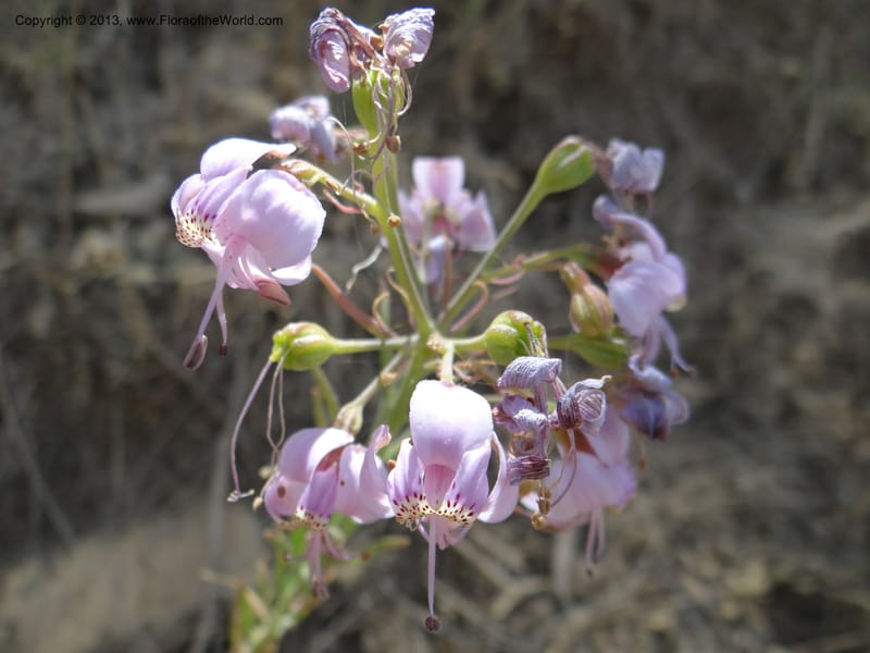 Alstroemeria, WDS 34051--Chile. Pichilemu. 13 Feb 2013. DSC00590 (146).JPG