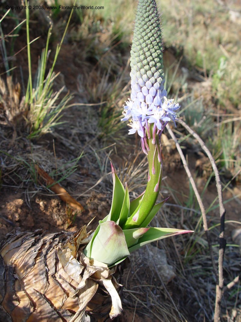 Scilla natalensis [Merwilla plumbea]--So. Africa. Drakensberg Mts. Giant's Castle. 4 Oct 03. 048.jpg