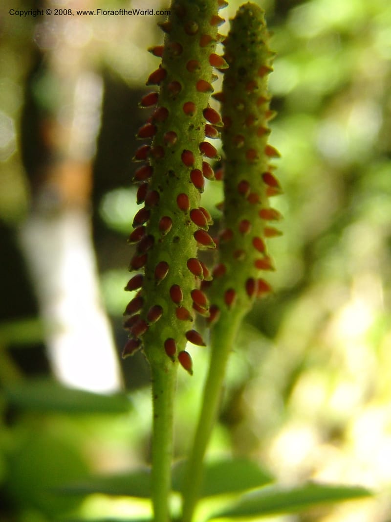 Peperomia tetraphylla--So.Africa. E. Cape. Waringham Farm, Quanti Area, Stut. 8 Mch 05. 213.jpg