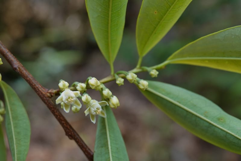 Erythroxylum sinense, D. Boufford 44093--China. Yunnan. Xia Jin Chang village. 29 Apr 2018. DSC00078 (10).JPG