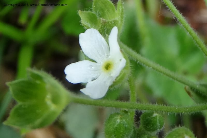 Androsace henryi, Boufford, D 43635--China. Sichuan. LiXian. MiYaLuo. 9 May 2014. DSC04513 (30).JPG