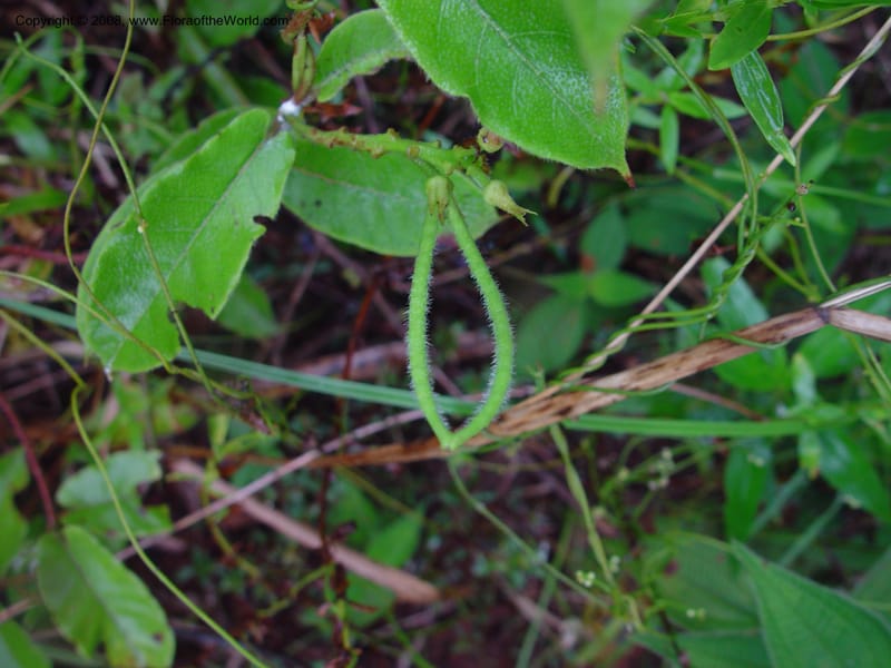 Mandevilla hirsuta, JSmith4161--Fr. Guiana. Piste de Saint-Elie. 19 Mch 02. 003.jpg