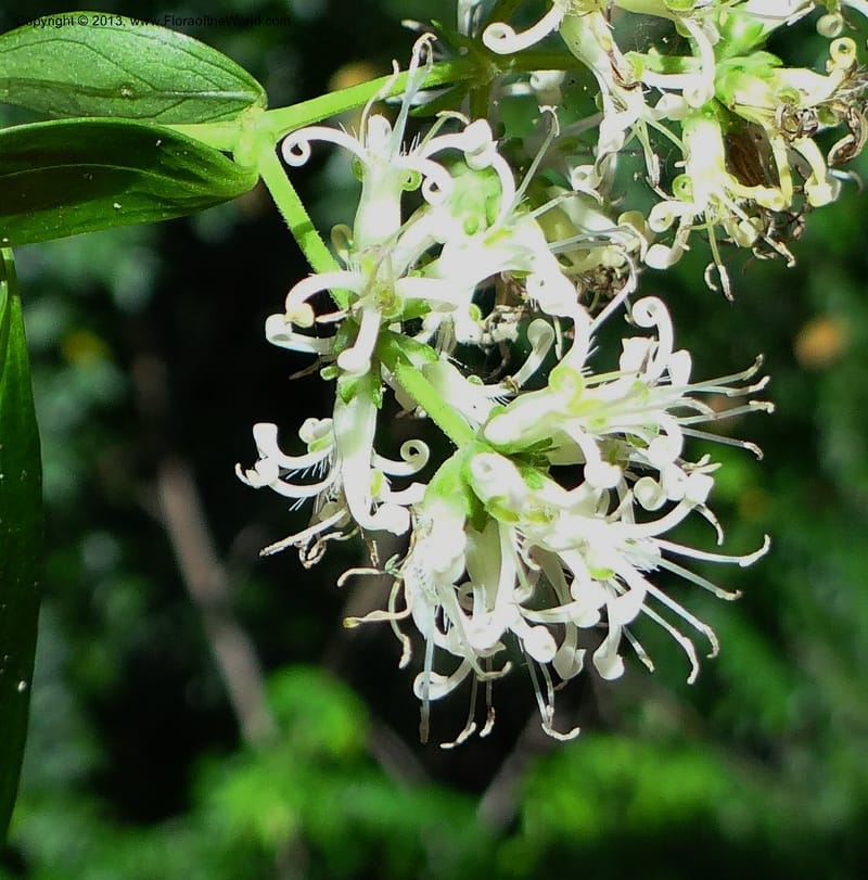 Hedyotis, VC 5667--Thailand. Trang. Peninsula Bot. Gard. Thungkhai. 17 Nov 2012. DSC00231 (13).JPG