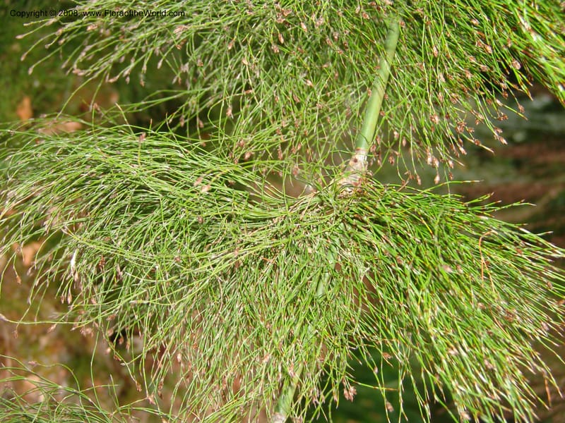 Ischyrolepis subverticillata--CA. McConnell Arboretum, Redding. 4 Jun 07. 207.jpg