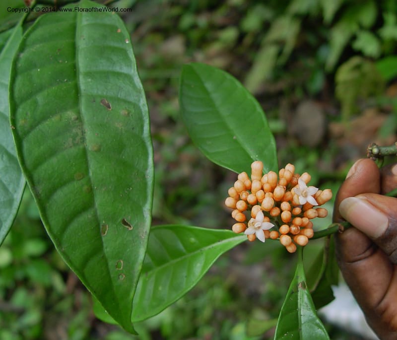 Psychotria--Cameroon. Mt. Cameroon. 5 Dec 03. 047a (2).jpg