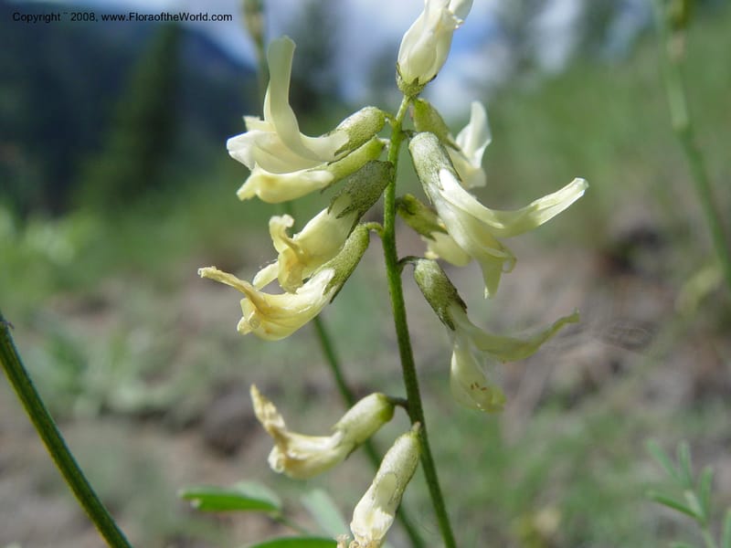 Astragalus canadensis--ID. Idaho Co. Salmon R. Polly Bemis Ranch. 9 May 04. 174.jpg