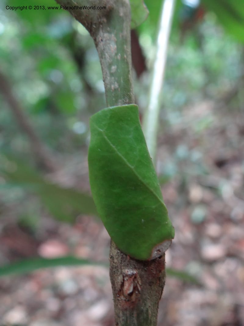 Lepisanthes, Buerki 339--Malaysia, Sabah. Kebun Cina. 12 Apr 2012. DSC08489 (15).JPG