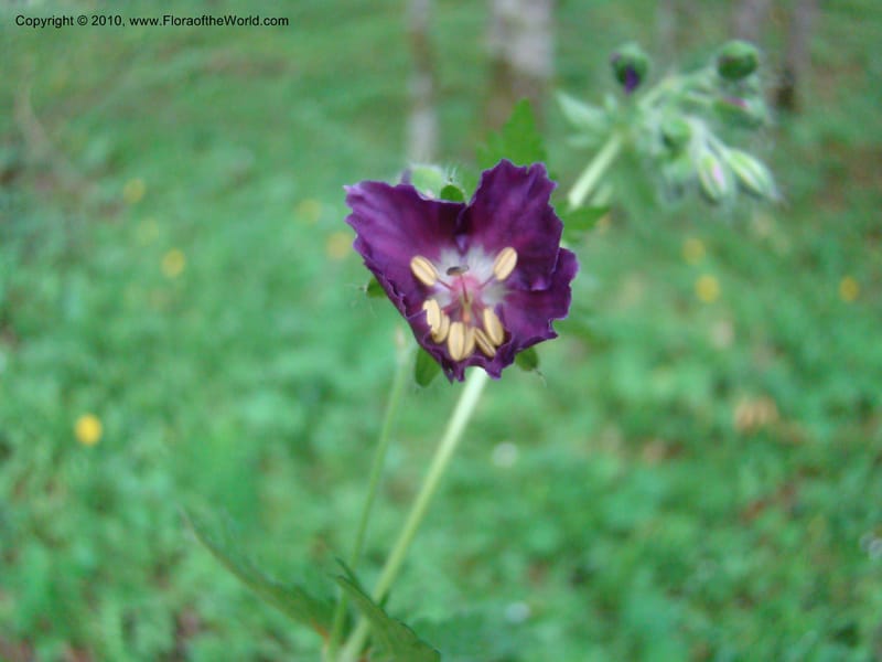 Geranium phaeum, C. Davidson 112037--Slovenia,Gorenska Region, Kamniska Bistrica, 19 May 2008 017 (3).jpg