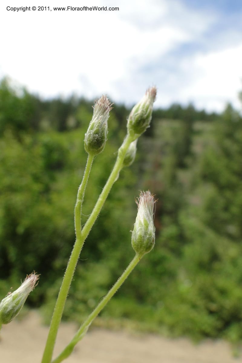 Antennaria racemosa, Davidson, C 11890--Idaho. Adams Co. Fish Lake Rd. 10 July 2011. 179 (4).jpg