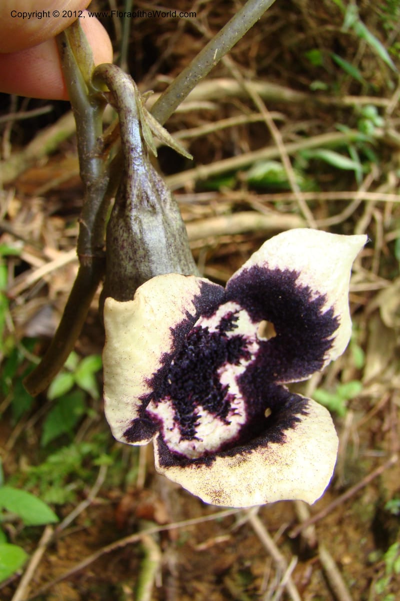 Asarum, Regalado 1670--Viet Nam.Hoang Lien Son. 7 Apr 09. 072 (34).jpg