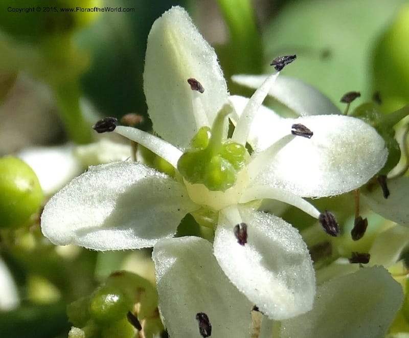 Pitavia punctata, Davidson, C 12801--Chile. L-30-M to Constitution. Jct to Empedrado. 25 Nov 2014. DSC07670 (43).JPG