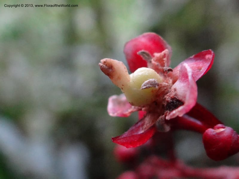 Lepisanthes, Buerki, S 327--Malaysia, Sabah. Mt. Kinabalu. 5 Apr 2012. DSC06767 (187).JPG