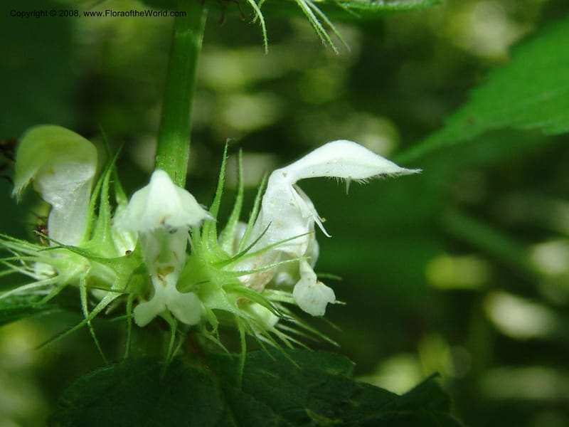 Stachys--Georgia. Borjomi-Kharagauli Nat. Pk. 8  Jun 05. 215.jpg