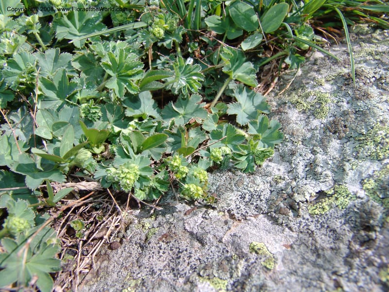 Alchemilla erythropoda--Georgia. Vic. of Tskhrats'karo Pass. 7 Jun 05. 057.jpg