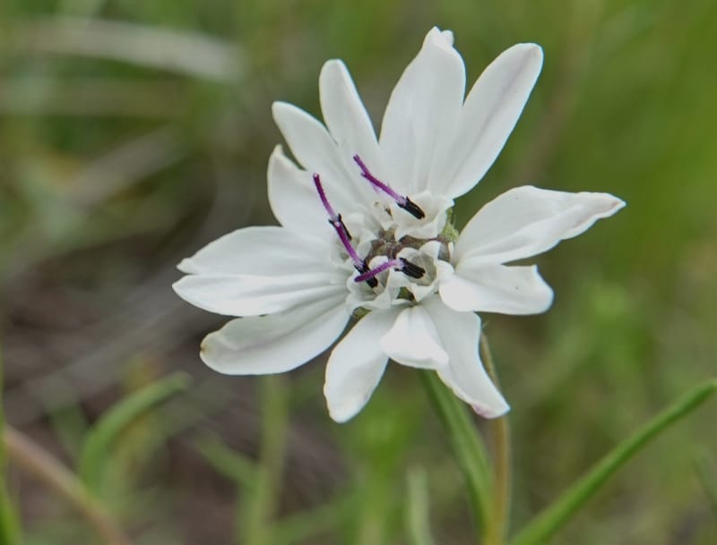 Blepharipappus scaber, C. Davidson 13761--Oregon. Wallowa Co. Zumwalt.Trail Cr. Rd. 4 Jun 2018. DSC04078 (423).JPG