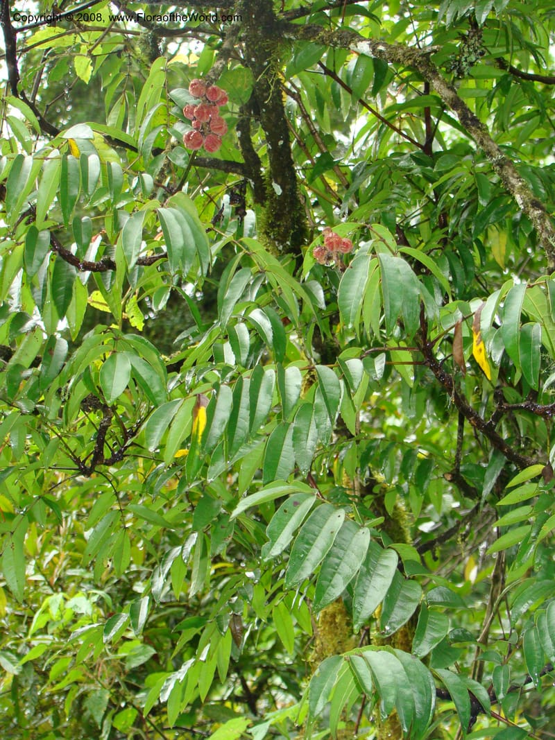 Bersama abyssinica ssp. abyssinica, RGereau7018--Tanz. Mbeya Rural Distr. Ngozi Crater. 26 Jan 08. 172.jpg