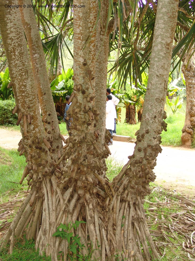 Pandanus--Madag. Antananarivo. Parc Bot. Zool. Tsimbazaza. 25 Jan 06. 117.jpg